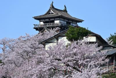 2022福井＆滋賀へ弾丸さくら名所巡りの旅《４》～桜に包まれる丸岡城登城記＆曹洞宗大本山永平寺参拝～