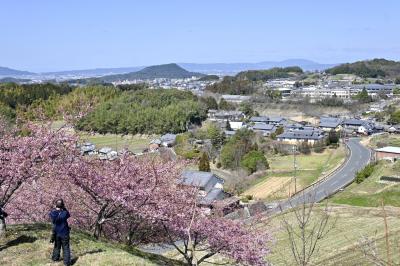 飛鳥の河津桜☆花桃の道☆明日香村てくてく♪ ふわっふわ生マシュマロ ＆ ふわふわ卵かけご飯『虹畑』