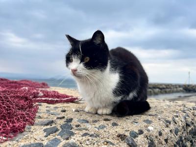 福岡ひとり旅【はじめての「相島」で猫チャージ/超ひさしぶりの民宿/鮨ランチ】