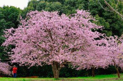 静豊園の河津桜　2024