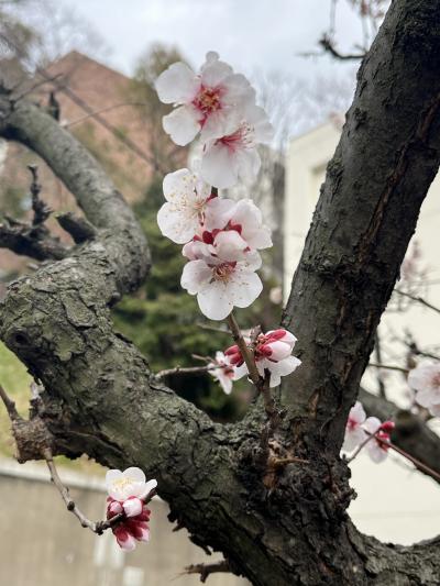 春の東京をぶらぶら ３月前編