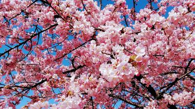 2024年3月1日 満開の河津桜 富士見市山崎公園の300mの桜並木～川越仙波河岸史跡公園