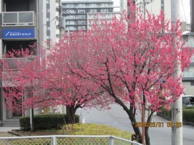 流山市のおおたかの森駅東口・ヒカン桜満開・2024年