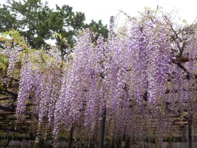 ２０２２年４月　山口県・宇部市　ときわ公園 その１　牡丹、ツツジ、藤を見ました。