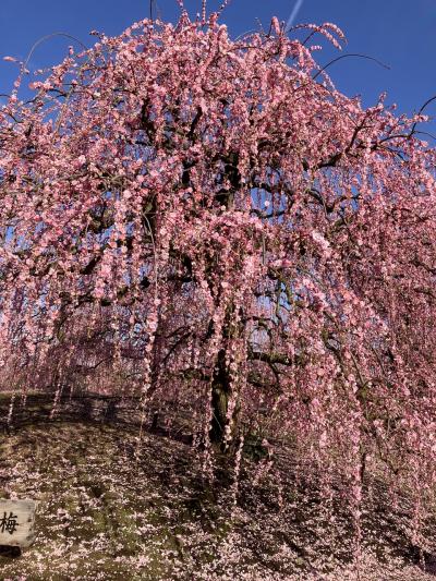 鈴鹿の森庭園　しだれ梅まつり