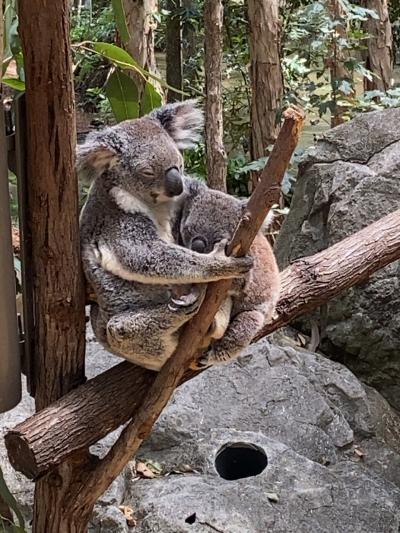 ２日目　オーストラリア　ゴールドコースト　動物園