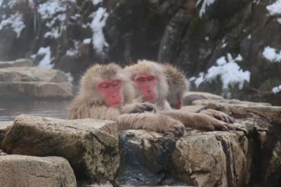 18きっぷでスノーモンキーに会いに行こう！～長野・地獄谷野猿公苑