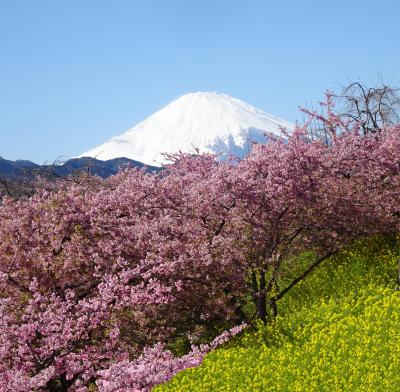 まつだ桜まつり 　河津桜と菜の花と富士山　2024年