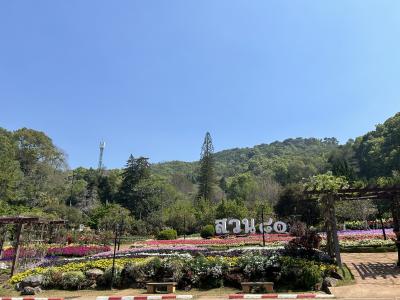 タイ専科 106  ドイアンカーン周辺モーンソンビューポイント royal Project Organic Tea Factoryファーン郡