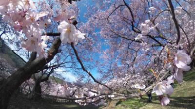 2023年 高遠の桜の満開が早く、青春18きっぷの利用が出来、道中での花見を満喫できた