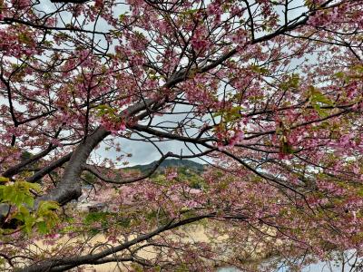 一足早いお花見～EVで行く伊豆の旅