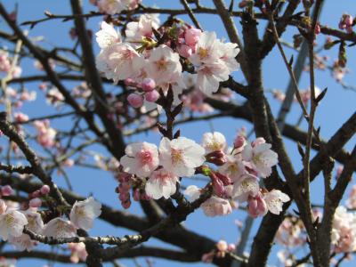 信濃桜が見頃になりました