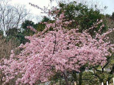 奈良に河津桜って咲いてるのかな？