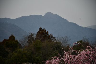 鈴鹿の森で梅見