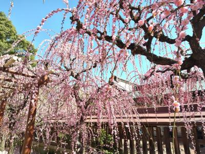 ２０２４年２月　梅見旅その１　三重県・津市　結城神社でしだれ梅を見ました。