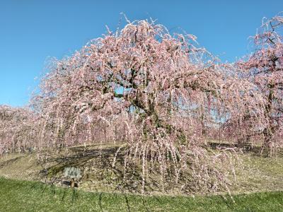 ２０２４年２月　梅見旅その２　三重県・鈴鹿市　鈴鹿の森庭園で満開の枝垂れ梅を見ました