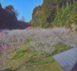 ２０２４年２月　梅見旅その３　奈良県・奈良市　月ヶ瀬で梅を見ながら短時間ウォーキングをしました。