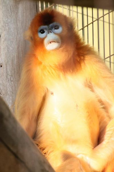 ついに熊本宮崎鹿児島レッサーパンダ遠征５泊４日（６）熊本市動物園（後）ホッキョクグマのマルルちゃんがいた！～カバのソラちゃん再会やキンシコウ