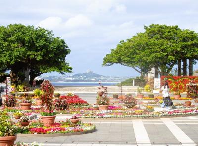 ○o。.阪急交通社で行く【沖縄の優雅な休日４日間】３日目(美ら海水族館編）2024寒波.。o○