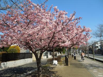 満開になったふじみ野市の河津桜