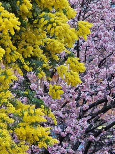 東京散歩（早春の桜＆カフェめぐり）