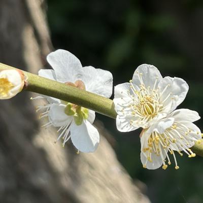 池上梅園の梅と池上本門寺散策