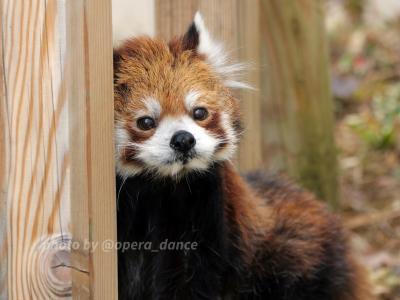 【レッサーパンダ遠征記】冬のぐるっと旅（３）初訪問☆かみね動物園［後編］