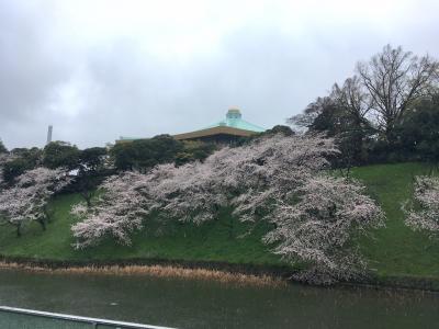 牛込濠の桜、牛ヶ淵の桜