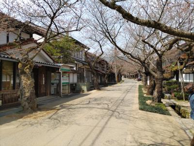 友人夫婦と岡山県北へドライブ旅行、凱旋桜と湯原温泉