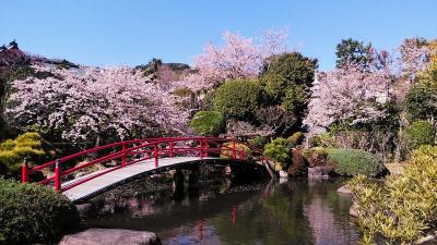 2024年3月3日～満開の鎌倉大船の玉縄桜～小田原大漁桜～伊東オオカン桜、横浜と伊東泊、静岡伊東編