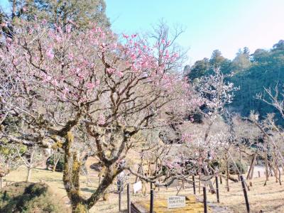 ヒルトン ダイヤモンド修行 その２「成田山新勝寺・成田山公園」