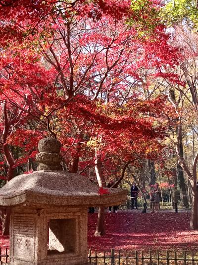 もみじ狩り＆かわいいサボテンたち in 神代植物公園