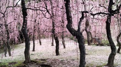 冬京都　ばぁば徘徊の旅①　城南宮と東寺