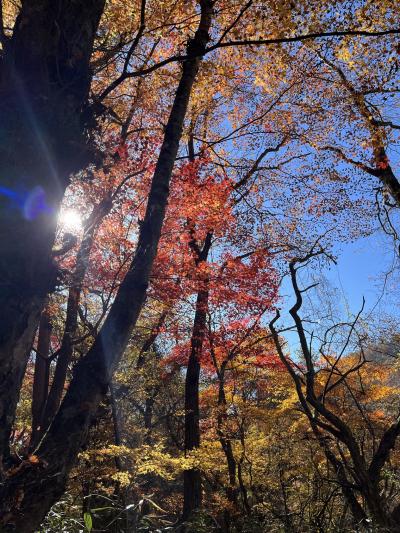 紅葉とランチ