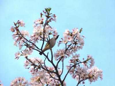 沖縄から北海道へ 「桜 前線」を追って 北上せよ！