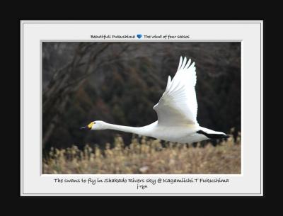 ◆釈迦堂川の白鳥点描2024の冬