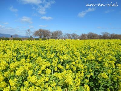 春の足音が聞こえる湖岸の菜の花鑑賞旅★クラブハリエでペーストリーブッフェ＆びわこ大津プリンスホテル（2024）