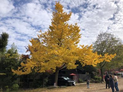 やっぱり京都の秋は待っていました。最終日は円山公園から祇園をブラリ