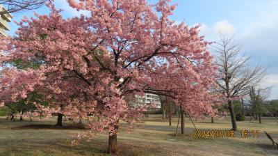 福岡中央公園の河津桜