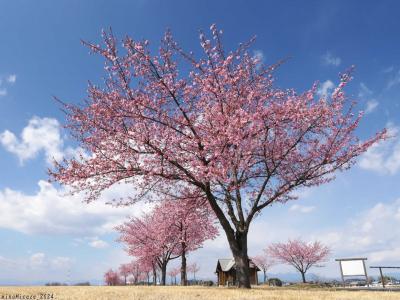 「利根川水辺プラザ公園」の河津桜_2024_利根川土手のサクラ並木、ほぼ満開でした（伊勢崎市）