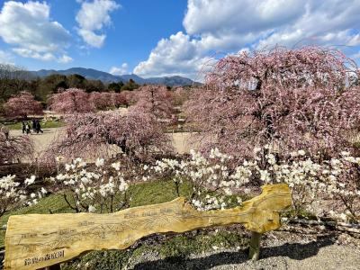 前半～鈴鹿の森庭園・梅こぼれる早春のひと時