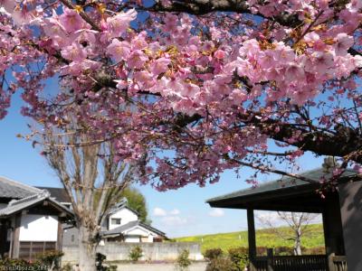 「荻野吟子生誕の地」の吟子桜（河津桜）_2024_２本だけですがほぼ満開、綺麗でした（熊谷市）