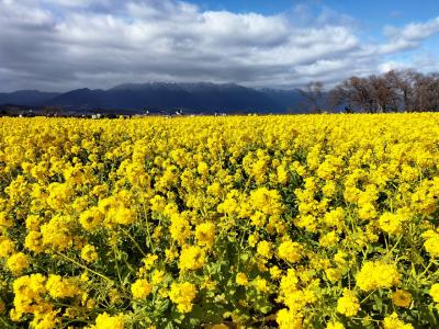 春近し～第1なぎさ公園の菜の花と近江商人の街巡り