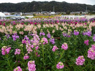 春の花咲く房総半島花巡り（3日目）