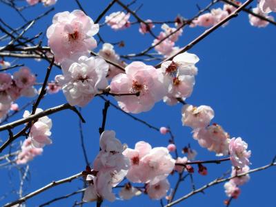 梅の香に誘われて・・・広福寺～越生梅林～龍穏寺