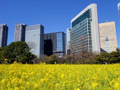 超高層ビルと庭園のシオサイト - 東京・汐留 - ぶらり街歩き