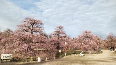 アクアイグニスと鈴鹿の森庭園でしだれ梅を見てきました