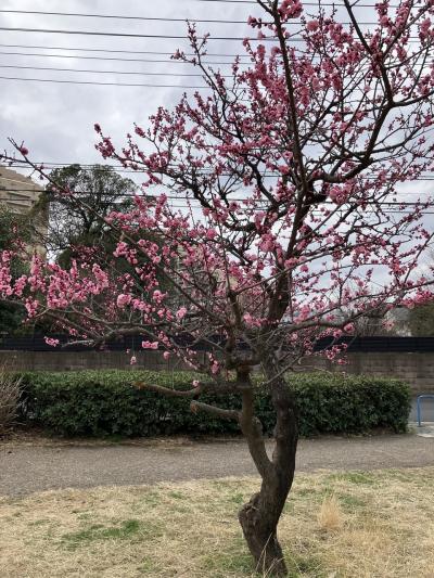 川崎市高津区の久地梅林公園あたりを散策してみる