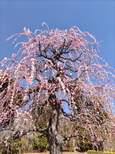 梅、桜、イルミネーション、グルメの一泊二日　その1