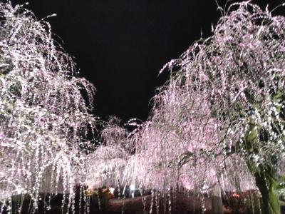 梅、桜、イルミネーション、グルメの一泊二日　その3